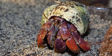 Do hermit crabs like the dark?