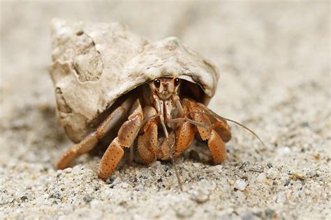 Do hermit crabs like the sun?