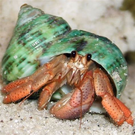 Do hermit crabs like to get wet?