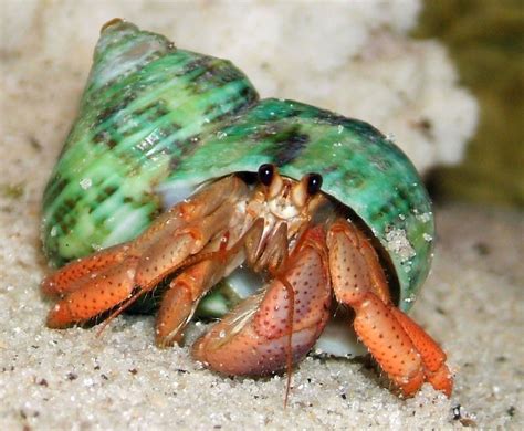 Do hermit crabs love their owners?