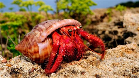 Do hermit crabs make noise?