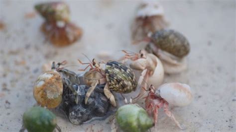 Do hermit crabs need a friend?