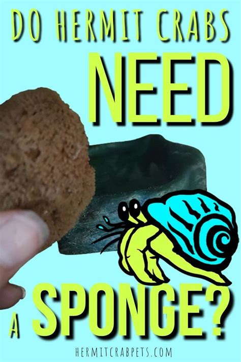 Do hermit crabs need a wet sponge?