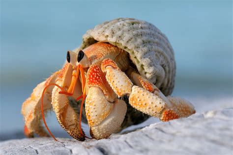 Do hermit crabs need air?