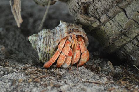 Do hermit crabs need friends?