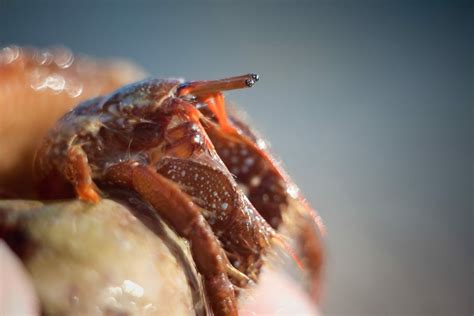 Do hermit crabs need light?
