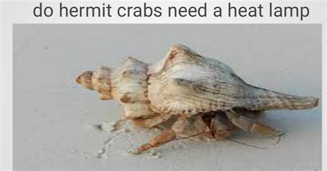 Do hermit crabs need to be in heat?