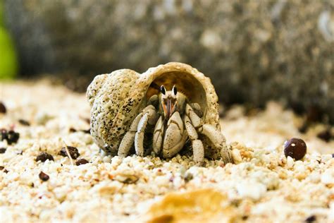 Do hermit crabs prefer sand or dirt?