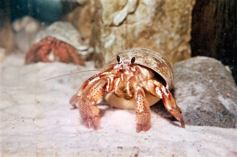 Do hermit crabs smell?