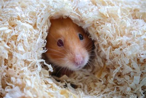 Do hibernating hamsters smell?