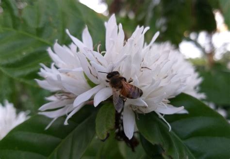 Do honey bees like coffee?