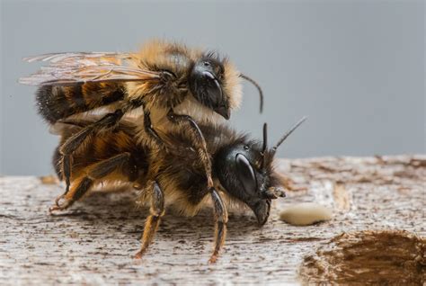 Do honey bees mate?