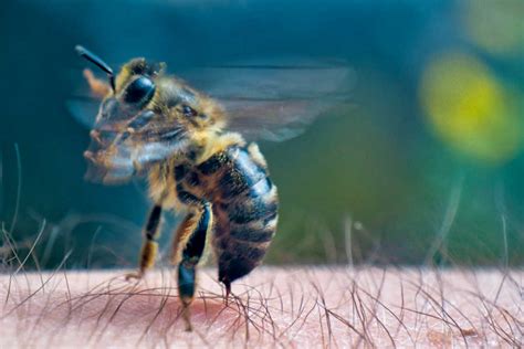 Do honey bees sting?