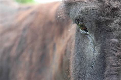 Do horses cry when scared?