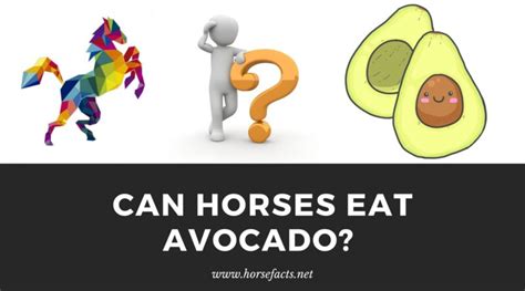 Do horses eat avocados?