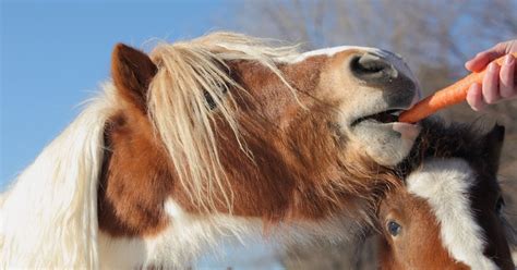 Do horses eat hay or carrots?