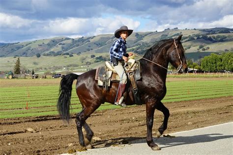 Do horses enjoy riding?