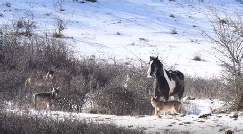 Do horses fear wolves?