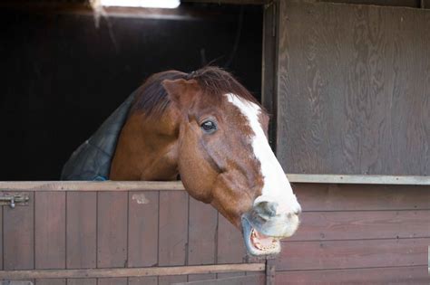 Do horses get angry when hungry?