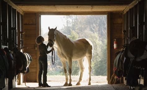 Do horses get emotionally attached to people?