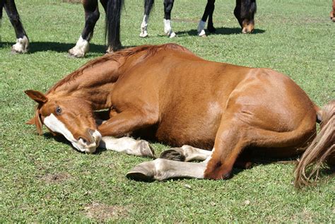 Do horses get sleepy?