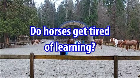 Do horses get tired of running?