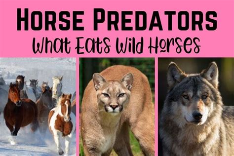 Do horses have a predator?