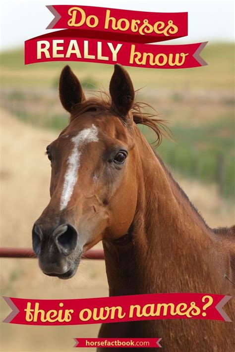 Do horses know their name?