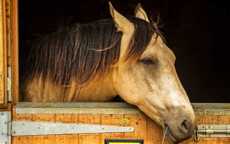 Do horses know when humans are sad?