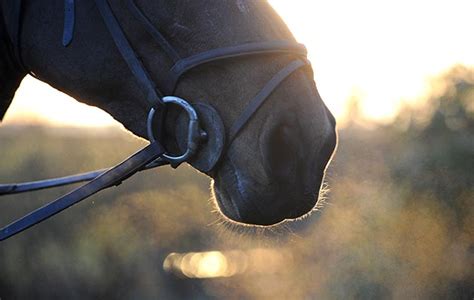 Do horses know when you're crying?