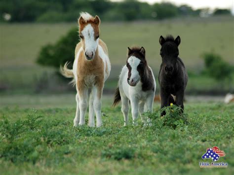 Do horses like baby voice?