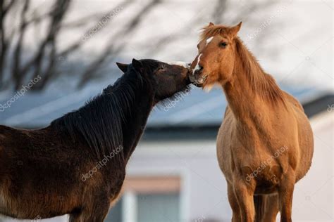 Do horses like being kissed?