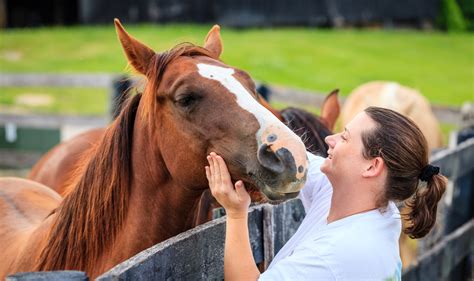 Do horses like human attention?