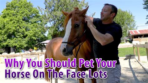 Do horses like their face petted?