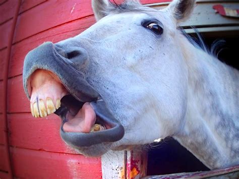 Do horses like when you talk to them?