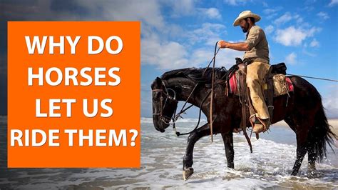 Do horses like you to ride them?