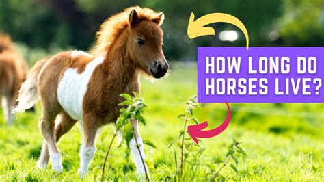 Do horses live 30 years?