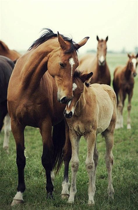 Do horses love their babies?