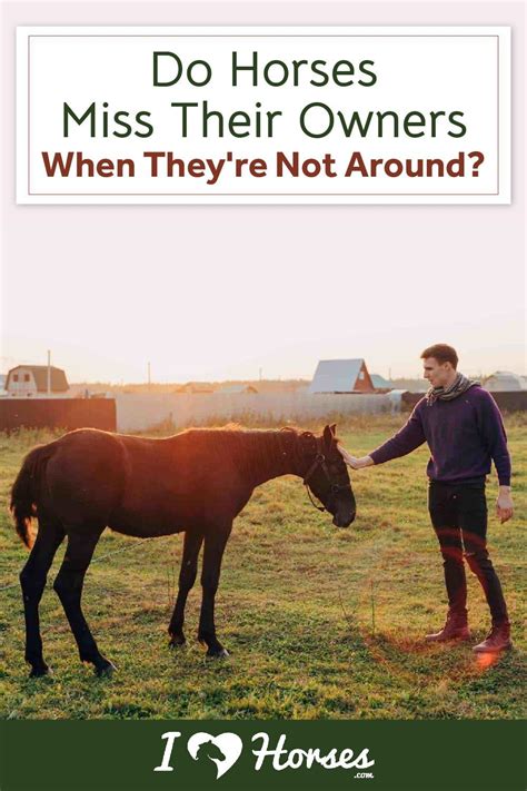 Do horses miss you when you sell them?