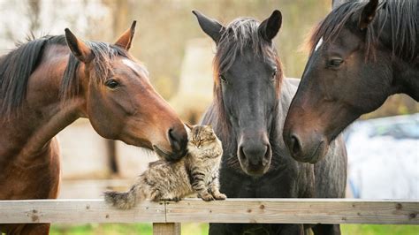 Do horses not like cats?