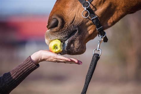 Do horses prefer apples or carrots?