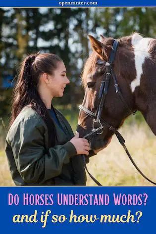 Do horses recognize words?