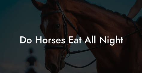 Do horses stop eating at night?