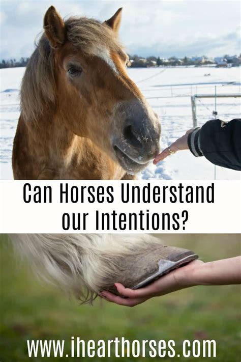 Do horses understand us?