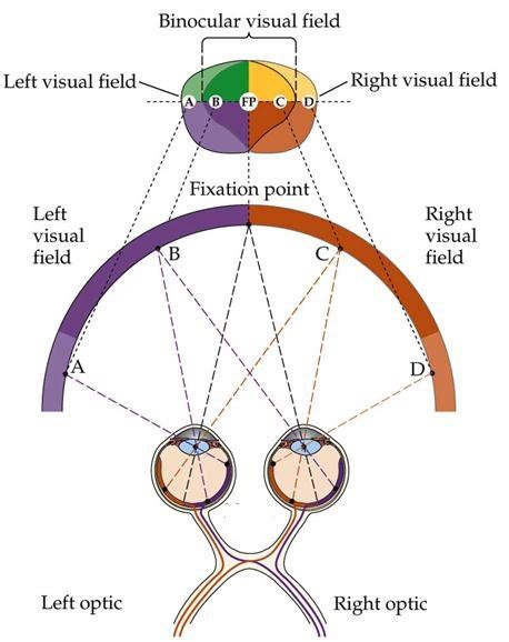 Do humans have binocular vision?