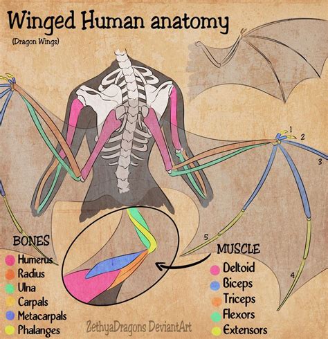 Do humans have the DNA for wings?