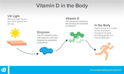 Do humans photosynthesize vitamin D?