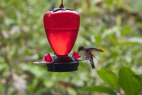 Do hummingbirds nest close to feeders?