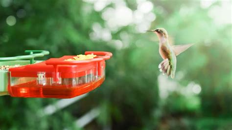 Do hummingbirds remember feeder locations?