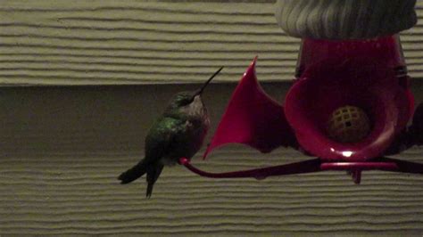 Do hummingbirds sleep close to feeders?